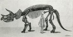 Skelet van een Triceratops prorsus