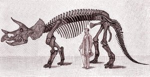 Skelet van een Triceratops prorsus