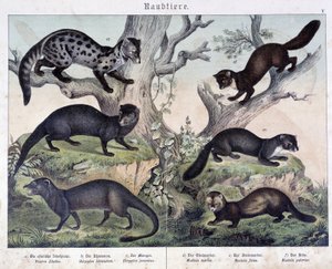 Kleine caruasiers - in "Histoires naturelles des mammals", ed. Schreiber door Unknown artist