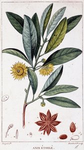 Steranijs - botanische plaat door Unknown artist