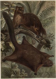 Taguan (vliegende eekhoorn) (familie Sciuridae) - gravure uit 