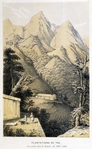 Theeplantage in China: uitzicht genomen in het groene theedistrict, Fortune
