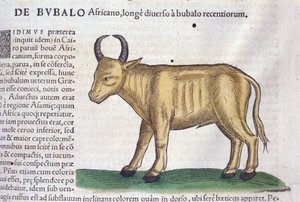 De Afrikaanse buffel na Historiae animalium door Konrad Gesner, Tiguri