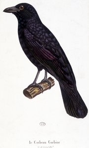 De Corbine Raaf - natuurhistorische plaat