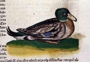 De Harle in Historia Animalium door Conrad Gesner (1516 - 1565), Tiguri