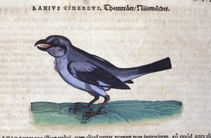 De Klauwier in Historia Animalium door Conrad Gesner (1516-1565), Tiguri door Unknown artist