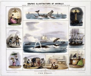 De walvis