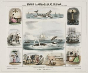 De walvis, ca 1845