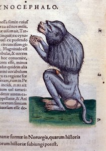 De baviaan na Historiae animalium door Konrad Gesner, Tiguri door Unknown artist