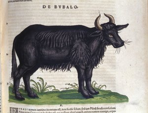De buffel na Historiae animalium door Konrad Gesner, Tiguri door Unknown artist