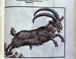 De steenbok na Historiae animalium door Konrad Gesner, Tiguri door Unknown artist