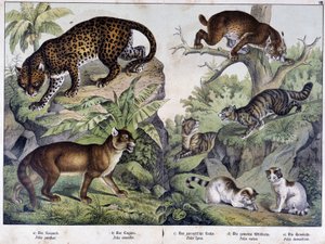 De katten: Luipaard, poema, lynx (linksboven), wilde kat (rechts, midden), huiskat - in 
