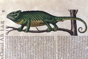 De kameleon na Historiae animalium door Konrad Gesner, Tiguri door Unknown artist