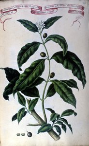 De koffiestruik. 19e-eeuws herbarium door Unknown artist