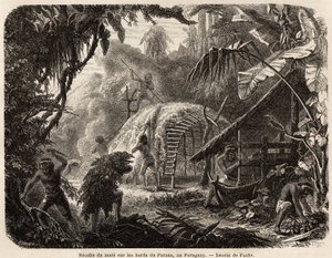 De verzameling van matte aan de oevers van de Parana, de infusie van dit aromatische blad is de gebruikelijke Zuid-Amerikaanse drank, tekening door Fuchs, ter illustratie van de reis naar Paraguay, van 1844 tot 1847, door Dr. Alfred Demersay. Gravure in 