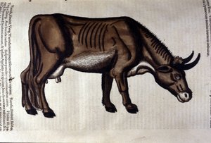 De koe na Historiae animalium door Konrad Gesner, Tiguri door Unknown artist