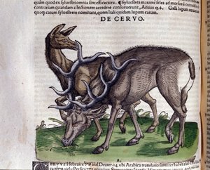 Het hert na Historiae animalium door Konrad Gesner, Tiguri door Unknown artist
