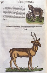 Het hert in Historia Animalium door Conrad Gesner (1516 - 1565), Tiguri