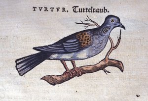 De duif - uit Historiae animalium door Konrad Gesner, Tiguri door Unknown artist