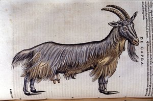 De geit na Historiae animalium door Konrad Gesner, Tiguri door Unknown artist