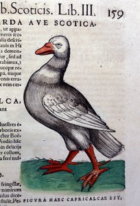 De gans na Historiae animalium door Konrad Gesner, Tiguri