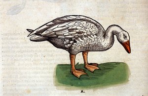 De gans na de Historia Animalium door Conrad Gesner, Tiguri 1560. Biblioteca nazionale Braidense, Milaan