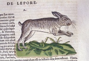 De haas na de Historia Animalium door Conrad Gesner, Tiguri 1560. Biblioteca nazionale Braidense. Milaan door Unknown artist