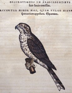De havik na de Historia Animalium van Conrad Gesner, Tiguri 1560. Biblioteca nazionale Braidense, Milaan door Unknown artist