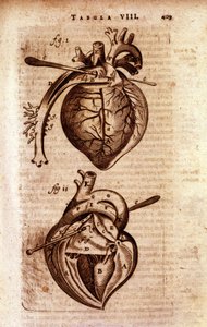 Het hart van Bartholin