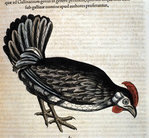 De kip na de Historia Animalium door Conrad Gesner, Tiguri 1560. Biblioteca nazionale Braidense, Milaan
