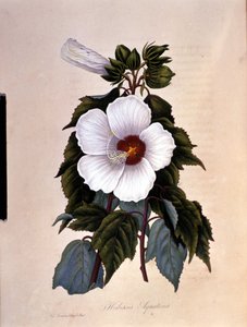 De hibiscus. Botanische plaat door Unknown artist