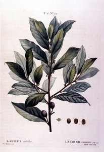 De laurier. 19e-eeuws herbarium