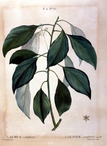 De laurier: kamfer. 19e-eeuws herbarium door Unknown artist