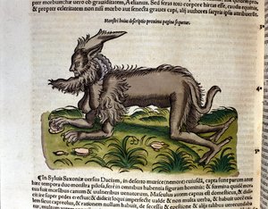 De manticore uit de Historia Animalium door Conrad Gesner, Tiguri 1560. Biblioteca nazionale Braidense, Milaan