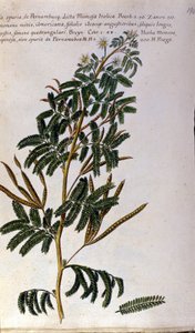 De mimosa, botanische plaat, gravure. door Unknown artist