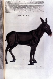 De harder uit Historiae animalium door Konrad Gesner, Tiguri door Unknown artist