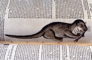 De otter - Historia Animalium door Conrad Gesner (1516 - 1565), Tiguri