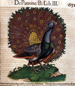 De pauw na de Historia Animalium door Conrad Gesner, Tiguri 1560. Biblioteca nazionale Braidense. Milaan door Unknown artist