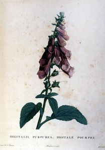 De paarse vingerhoedskruid. 19e-eeuws herbarium door Unknown artist
