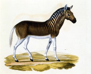De quagga (couagga), een dier dat rond 1870 is verdwenen: het was een zoogdier dat dicht bij het paard en de zebra stond met strepen op de nek en het hoofd. Gravure uit het einde van de 19e eeuw.