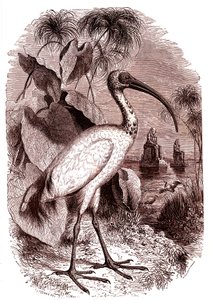 De heilige ibis van de Egyptenaren
