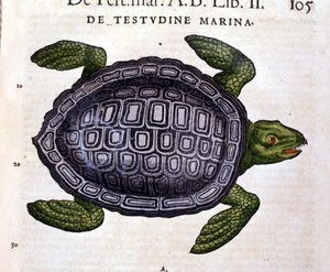 De zeeschildpad, volgens de Historia Animalium van Conrad Gesner, Tiguri 1560. door Unknown artist