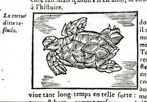 De zeeschildpad, naar het verhandeling van Gerolamo Cardano (Cardanus Hieronymus) (Cardan) 
