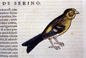 De serin d