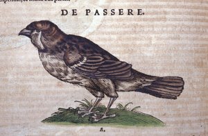 De mus in Historia Animalium door Conrad Gesner (1516 - 1565), Tiguri