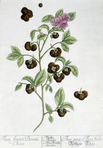 De theeplant Frutex Bontii - botanische plaat door Unknown artist