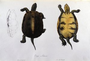 De schildpad van de Malaria Emys Lutaria na 