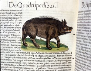 Het wilde zwijn na de Historia Animalium door Conrad Gesner, Tiguri 1560. Biblioteca nazionale Braidense. Milaan door Unknown artist