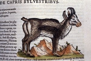 De wilde geit na Historiae animalium door Konrad Gesner, Tiguri