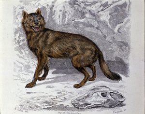 De wolf. Plaat uit een Natuurlijke Geschiedenis Verhandeling van 